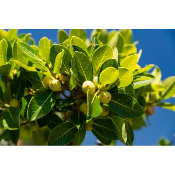 Natural Amla Plant
